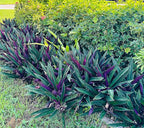 Ten Outdoor Live Plants Special- Oyster Plant Purple & Green - Grows to Medium Height Outdoor Plant- Young Small Plant