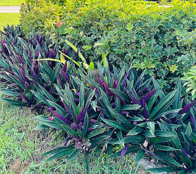 Outdoor Live Plant- Oyster Plant Purple & Green - Grows to Medium Height Outdoor Plant- Young Small Plant