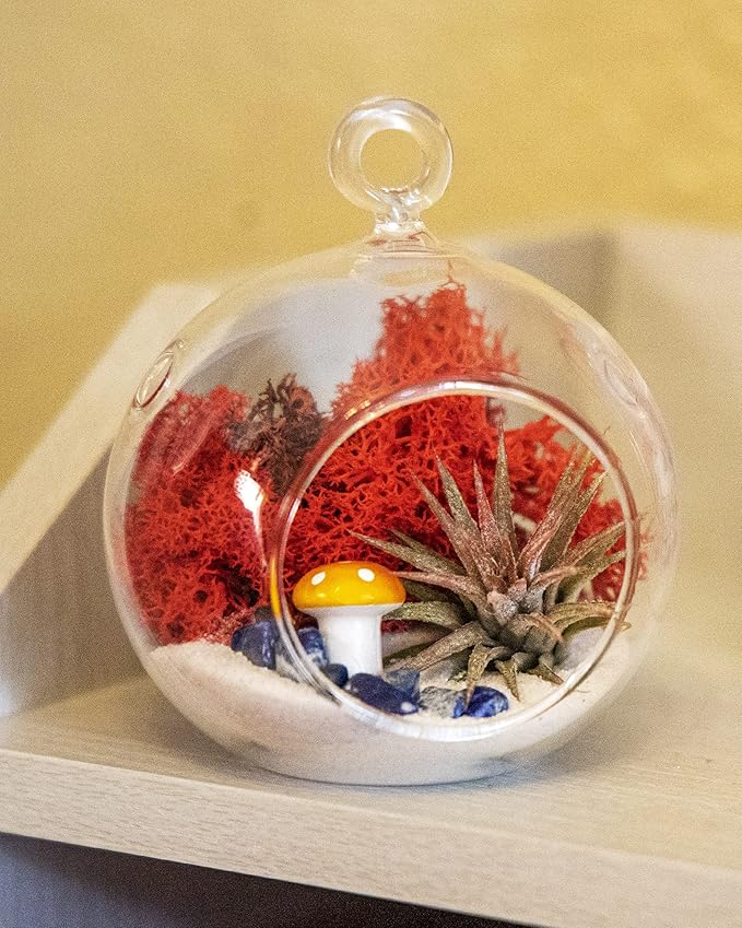 Creations by Nathalie - DIY Terrarium Kit with Live Air Plant (Local & Fresh from Florida), Glass Globe, Reindeer Moss, Figurine, Healing Crystal Chips and Sand - Handmade in USA