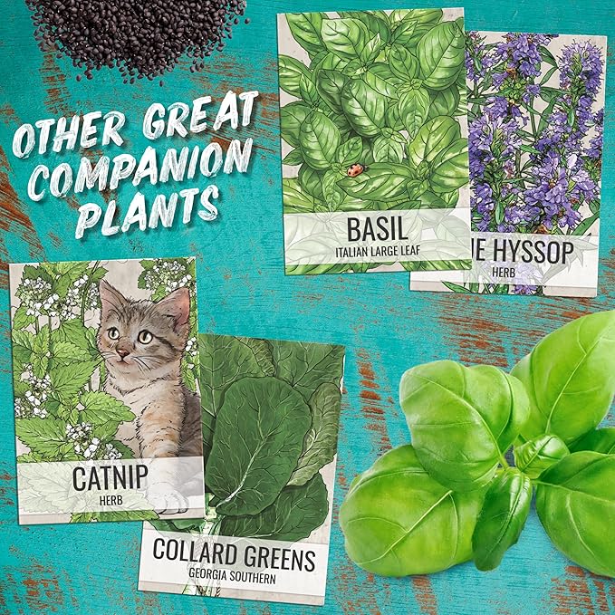 Seed Needs Catmint Seeds for Planting an Indoor/Outdoor Herb Garden - Non-GMO Heirloom & Untreated Herbal Plants - Great for Cats Nepeta mussinii (2 Packs)