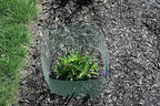 6 New Small Wire Plant Protectors, 12" Square, 12" high (Vinyl Coated Rust Resistant Wire)