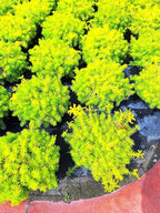 Angelina Sedum Ground Cover, 6 Inch Round, Pet Safe Organic Plant, Yellow-Green Foliage