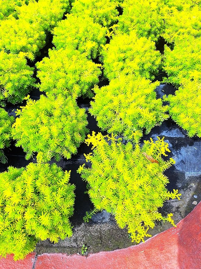 Angelina Sedum Ground Cover, 6 Inch Round, Pet Safe Organic Plant, Yellow-Green Foliage
