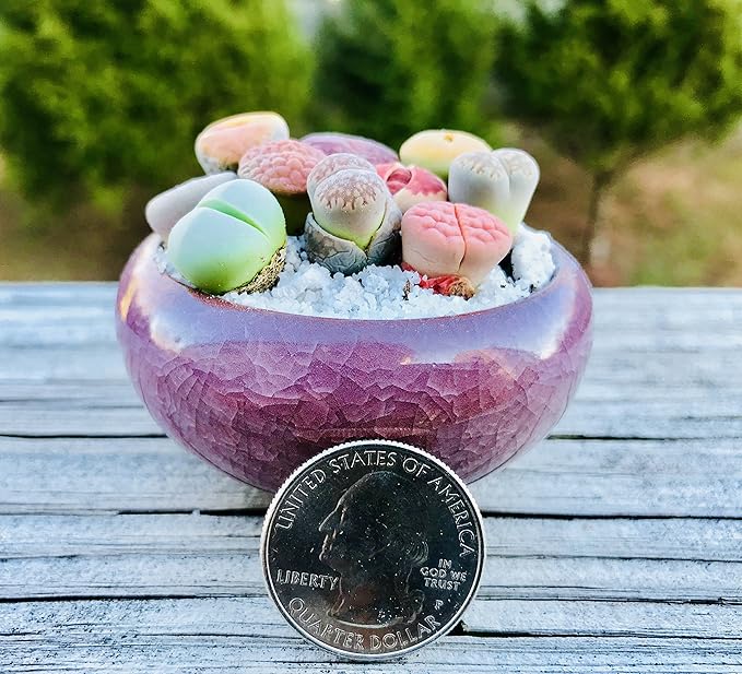 Limited Pack of 10 Various Live Exotic Lithops Plant Miniature Rare Living Stone Seedling Guarantee Colorful and Beautiful