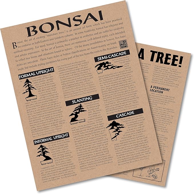 Bonsai Tree | Chinese Juniper | Seed Grow Kit | The Jonsteen Company