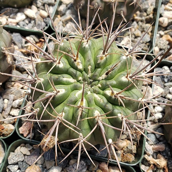 Echinopsis Sierra Grandensis Cacti Cactus Succulent Real Live Plant