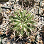 Echinopsis Sierra Grandensis Cacti Cactus Succulent Real Live Plant