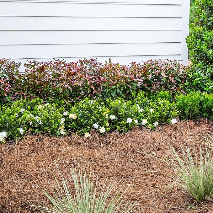 Southern Living 2 Gal. Copper Top Viburnum Shrub