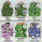 Seed Needs Herb Seeds Variety Pack Culinary Herb Collection (12 Individual Packets for Planting Indoors or Outdoors) Grow Your Own Herb Garden - Heirloom, Non-GMO