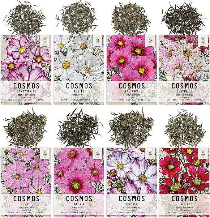 Seed Needs Cosmos Seeds for Planting a Collection of Cosmo Wildflowers - Heirloom & Open Pollinated Flower Seed to Plant Pink, White, Purple, Red & Bi-Colored Blooms for a Butterfly Garden