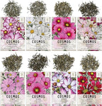 Seed Needs Cosmos Seeds for Planting a Collection of Cosmo Wildflowers - Heirloom & Open Pollinated Flower Seed to Plant Pink, White, Purple, Red & Bi-Colored Blooms for a Butterfly Garden