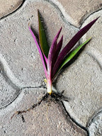 Outdoor Live Plant- Oyster Plant Purple & Green - Grows to Medium Height Outdoor Plant- Young Small Plant
