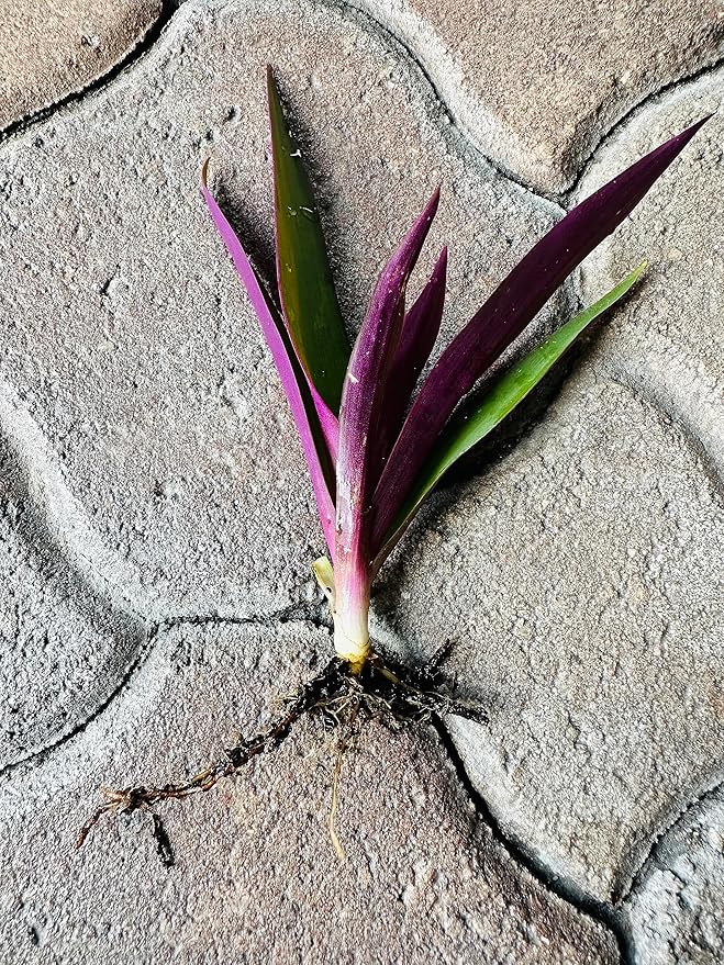 Outdoor Live Plant- Oyster Plant Purple & Green - Grows to Medium Height Outdoor Plant- Young Small Plant