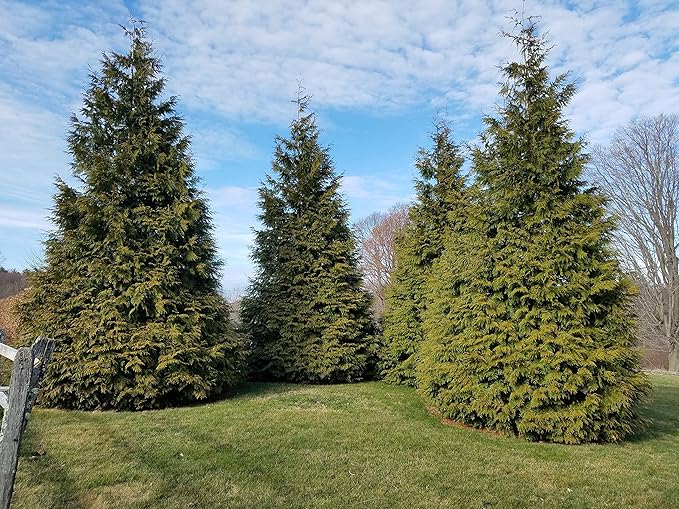 Live Plant Thuja-X Green Giant Evergreen Tree (Western Arborvitae), 3-Gallon Fully Potted Plant from Green Promise Farms