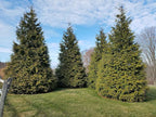 Live Plant Thuja-X Green Giant Evergreen Tree (Western Arborvitae), 3-Gallon Fully Potted Plant from Green Promise Farms