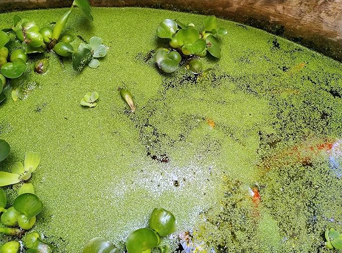 8 oz Package Live Duckweed Plants, Floating Aquatic Plants for Ponds, Natural Koi Fish Food, Water Garden Plants