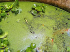 8 oz Package Live Duckweed Plants, Floating Aquatic Plants for Ponds, Natural Koi Fish Food, Water Garden Plants