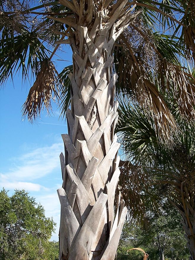 Sabal Palm | Seed Grow Kit | The Jonsteen Company