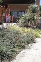 Live Succulents Plants Live Red Yucca Plant, Outdoor Plants Live Yucca Plants, Outdoor Yucca Plants Live Plants, Succulent Plants Live Outdoor Plants, Succulents Live Accent Plant by Plants for Pets
