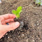 Spinach Seedlings: Ready-to-Plant, Starts, Starters, Plugs, Garden Ready, Live Plants, Transplants, Pre-Sprouted, Soil & Hydroponic Gardens (12 seedlings)