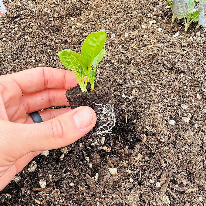 Spinach Seedlings: Ready-to-Plant, Starts, Starters, Plugs, Garden Ready, Live Plants, Transplants, Pre-Sprouted, Soil & Hydroponic Gardens (12 seedlings)