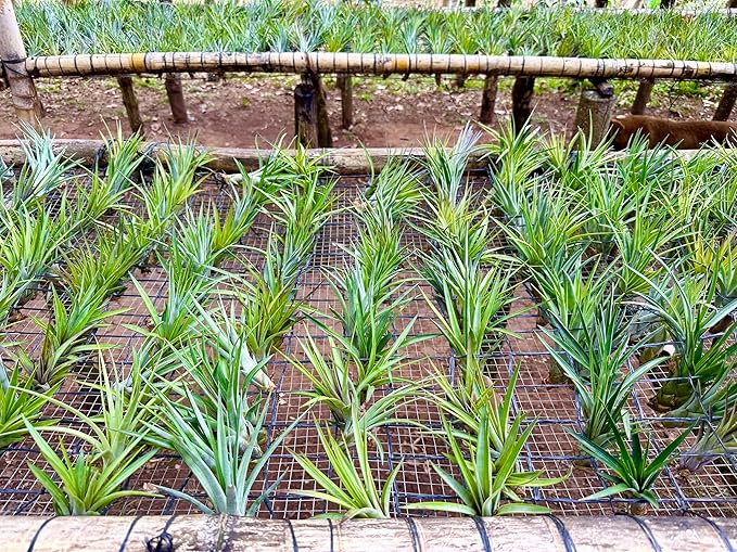 ragnaroc Air Plants - Tillandsia Fasciculata Tricolor, Large 4-6" - 2ct - Live Arrival Guaranteed - House Plants for Home Decor & Gift