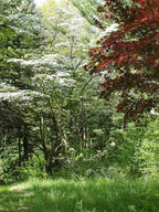 Pacific Dogwood | Tree Seed Grow Kit | The Jonsteen Company