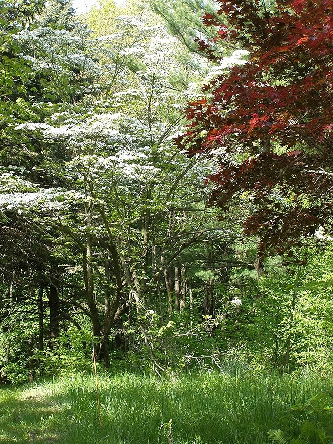 Pacific Dogwood | Tree Seed Grow Kit | The Jonsteen Company