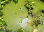 8 oz Package Live Duckweed Plants, Floating Aquatic Plants for Ponds, Natural Koi Fish Food, Water Garden Plants