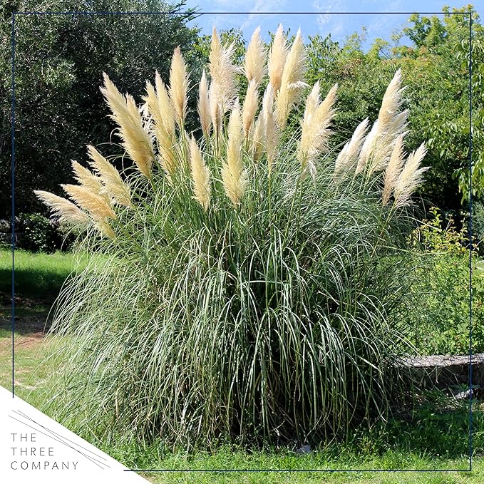Live Ornamental Pampas Grass (Cortaderia selloana) - White - Perennial Accent Plant - 10" Tall by 5" Wide in 1.5 Qt Pot
