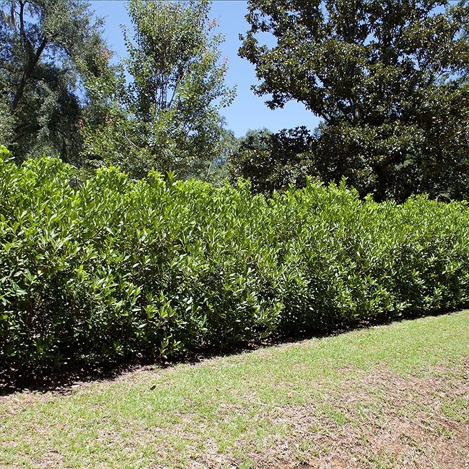 Perfect Plants Ocala Anise 1 Gallon | Live Shrub for Landscaping | Evergreen & Provides Privacy