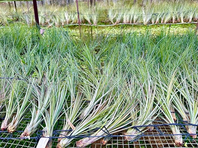 ragnaroc Air Plants - Tillandsia Juncea, Jumbo 8-12" - 3ct - Live Arrival Guaranteed - House Plants for Home Decor & Gift