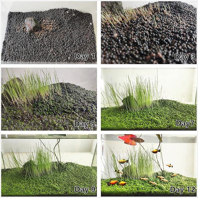 4 Bags Aquarium Plant S.e.e.ds, not Artificial Plastic Plant, Fish Tank Live Grass for All Substrate (0.36ozTiny+0.36oz Long+0.36oz Short+0.36oz Big Dual) ZQV-010
