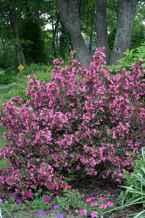 Proven Winners - Weigela florida Wine & Roses (Weigela) Shrub, pink flowers, #2 - Size Container