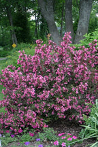 Proven Winners - Weigela florida Wine & Roses (Weigela) Shrub, pink flowers, #2 - Size Container