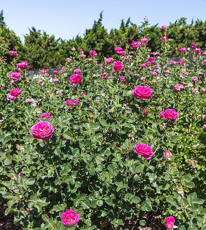 Fresh Roses for Delivery Prime, Pink Rose Live Rose Bush Plants, Indoor Rose Plant Lover Gifts, Fresh Flowers for Delivery Prime, Potted Rose Plant Live Plants, Live Outdoor Plants by Plants for Pets