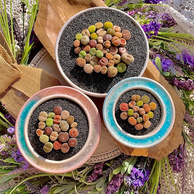 Lithops Succulent Plants Live – 0.6-0.8" 50 Pcs Rare Living Stones Mix, Succulents Bare Root Without Pot & Soil, Easy-Care Indoor Office Desk Decoration, Unique Plant Gifts for Succulent Lovers