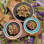 10 Pcs Lithops Succulent Plants Live – 0.6-0.8" Rare Living Stones Mix, Succulents Bare Root Without Pot & Soil, Easy-Care Indoor Office Desk Decoration, Unique Plant Gifts for Succulent Lovers