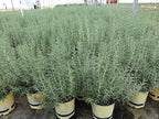 Sara's Superb Herbs - Rosmarinus officinalis 'Arp' (Rosemary) Herb, , 1 - Size Container
