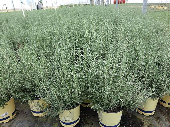 Sara's Superb Herbs - Rosmarinus officinalis 'Arp' (Rosemary) Herb, , 1 - Size Container