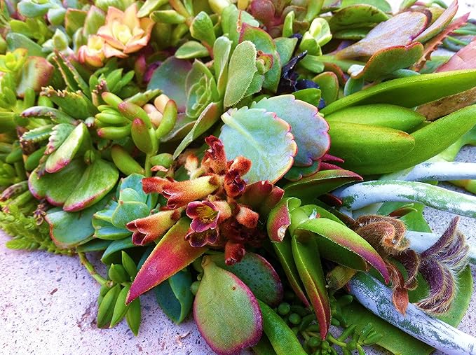 15 Assorted Succulent & Cactus Cuttings. No 2 Cuttings Alike. Great for Terrariums, Mini Gardens, and as Starter Plants.