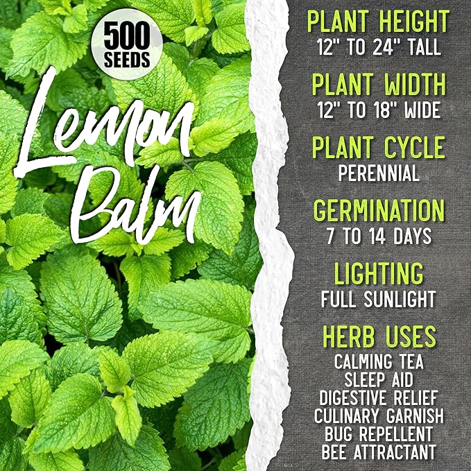 Seed Needs Herb Seeds for Planting a Collection of 6 Medicinal Herbs - Non-GMO Heirloom & Untreated Tea & Infusion Varieties (Chamomile, Lemon Balm, Spearmint, Anise Hyssop, Lemon Mint & Catmint)