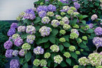 Endless Summer Collection - Hydrangea mac. Endless Summer BloomStruck (Reblooming Hydrangea) Shrub, RB purple, #2 - Size Container