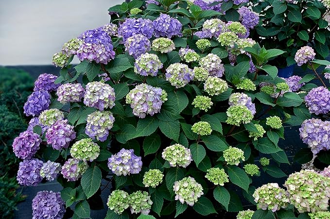Endless Summer Collection - Hydrangea mac. Endless Summer BloomStruck (Reblooming Hydrangea) Shrub, RB purple, #2 - Size Container