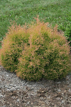 Live Plant from Green Promise Farms - Thuja occidentalis, Fire Chief Globe Arborvitae #2 Gallon Size Container Evergreen