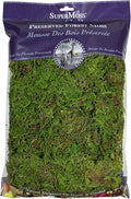 SuperMoss (25322) Forest Moss Preserved, Fresh Green, 8oz