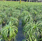 Ponytail Palm ‘Elephant’s Foot’ – 10 Inches Grower Pot – Live Indoor/Outdoor Drought-Tolerant Plant – Air Purifying, Easy Care Houseplant for Home Décor