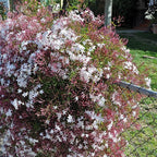 Pink Jasmine Vine - Jasminum Polyanthum - Fragrant & Blooming, Perfect for Indoor/Outdoor Decor (4 Pink jas sacs)