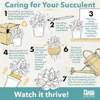 Trailing Elephant Bush Succulents, Hanging Plants Live Succulents Plants Live Houseplants, Hanging Planter Basket, Mini Succulents Live Plants Indoor Plants in Plant Basket by Plants for Pets