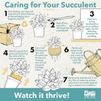 Live Aloe Plant Succulents, Star Aloe Plants Live in Clay Pots for Plants, Succulents Plants Live in Potting Soil, Potted Succulents Live Plants, Cactus Plants Live Succulent Plants by Plants for Pets